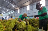 Cơ quan chức năng khuyến cáo nông dân không ồ ạt trồng sầu riêng khi chưa có liên kết sản xuất và tiêu thụ với doanh nghiệp.