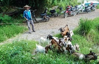 Người dân thôn Ái Nàng cho hay nhiều lần bị mất dê nhưng không bắt được trộm.