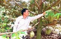 Nhiều nông dân lo lắng trước nạn mất cắp và bảo kê sầu riêng khi vào vụ.