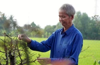 Ông Nguyễn Văn Khẩn chăm sóc những nhành mai đang chờ bung nở đón Tết.