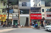 Hà Nội: 3 cây sao đen hơn 100 tuổi bỗng nhiên chết khô