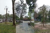 Quận Hoàn Kiếm lên tiếng về việc chuyển cây xanh ở vườn hoa Lý Thái Tổ