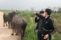 Lái xe ô tô qua 2 tỉnh để bắt trộm 2 con trâu