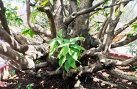 Chiêm ngưỡng cây mai cổ thụ dáng bạch tuộc ở Sài Gòn