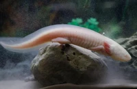 Phát hiện mới về loài 'khủng long 6 sừng'