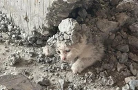 Chú mèo con bị mắc kẹt trong bê tông bên dưới một bức tường vừa mới khô tại một công trường ở Haliliye (tỉnh Sanliurfa, Thổ Nhĩ Kỳ). Ảnh: IHA