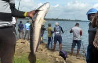 CHÙM ẢNH: Hơn 1.000 cần thủ đổ về cuộc thi câu cá lóc khổng lồ ở Sri Lanka