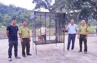 Giải cứu một cá thể khỉ đuôi lợn quý hiếm