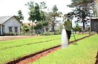 Thanh tra sai phạm tại Ban Quản lý rừng phòng hộ Đắk Đoa