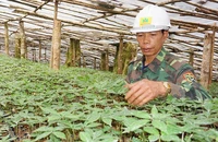 Kiến nghị khoanh nợ cho người trồng sâm Ngọc Linh 