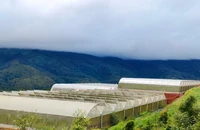 Kon Tum chấm dứt 5 dự án tại huyện Kon Plông
