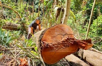 Kon Tum chuyển 2 vụ phá rừng quy mô lớn sang công an điều tra