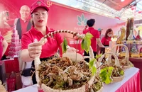 Biến sâm Ngọc Linh thành 'đòn bẩy' phát triển du lịch