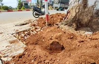 Chỉnh trang vỉa hè, cắt luôn rễ cây xanh đô thị