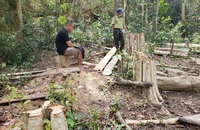 UBND tỉnh Gia Lai chỉ đạo khẩn trương điều tra vụ phá rừng ở huyện Kông Chro