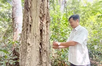 Vụ 161 cây gỗ trắc chết khô: Vì sao không được khai thác?