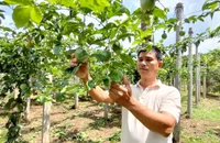 Trung Quốc bất ngờ giảm thu mua, giá chanh leo lao dốc