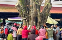 Gia Lai: Cây si có hình mặt người bị dân đồn thổi, tụ tập cầu nguyện