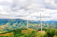 Phạt 1 công ty lấn chiếm đất rừng làm dự án điện gió 