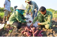 Gia Lai: Chỉ đạo làm rõ động cơ thư mời 'giải cứu' khoai lang