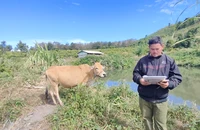 Kon Tum yêu cầu kiểm điểm sai sót trong vụ cấp bò thành bê