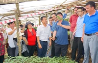 Quy hoạch Kon Tum thành trung tâm dược liệu cả nước, đặc biệt là sâm Ngọc Linh