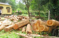 Khởi tố, bắt giam 5 người phá rừng ở Kon Tum