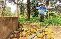 Xót xa nhìn sầu riêng rụng đầy gốc, có gia đình mất nửa tỉ đồng 