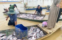 Nguyên nhân hơn 25 tấn cá lăng nuôi ở lòng hồ thủy điện Ia Ly bị chết 