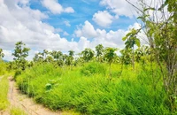 Lý do Gia Lai thu hồi dự án trồng cao su của Tập đoàn Đức Long