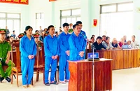 5 bị cáo vụ 'phá rừng nhưng báo cáo chỉ dọn thực bì' ở Kon Tum lãnh án