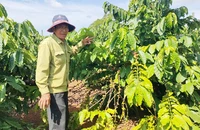 Lo trộm viếng, nông dân thuê người canh các vườn cà phê
