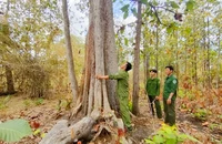 Kiến nghị bổ sung bảo vệ rừng vào danh mục nghề nguy hiểm