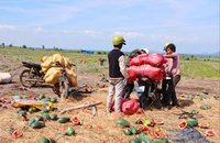 Dưa hấu vứt đầy đồng, nông dân khóc nghẹn