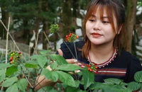 Cần có chiến lược bảo vệ, phát triển thương hiệu sâm Ngọc Linh