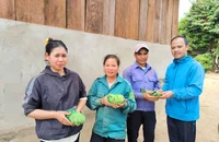 Cấp giống sâm Ngọc Linh giúp đồng bào nghèo Xơ Đăng thoát nghèo