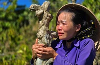 Người phụ nữ khóc ngất khi vườn cây bị kẻ gian phá hoại lần 2