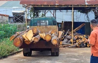 Huyện Đăk Đoa: Rừng thông hơn 50 tuổi bị phá do Tập đoàn FLC buông lỏng quản lý