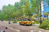 Bình Định: Ảnh hưởng bão số 1, cây xanh bật gốc đè trúng ô tô