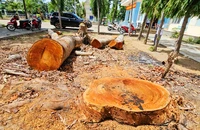 Gia Lai: Phường cho cưa hạ, bán gỗ trước khi sáp nhập