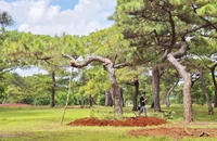Gia Lai chấp thuận chủ trương đầu tư dự án sân golf Đăk Đoa hơn 171 ha