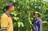 Giá cà phê lên cao, nông dân canh cánh lo mất trộm