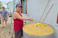 Gia tài có mỗi 1.000 con vịt đẻ cũng bị bão cuốn đi mất