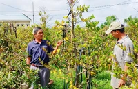 Sau bão lũ, nông dân trồng mai ở Bình Định cũ xem như mất Tết