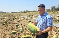 Góc nhìn pháp lý vụ 500 sào dưa hấu đã “cọc” 7,5 tỉ đồng bỏ chỏng chơ để trâu bò ăn