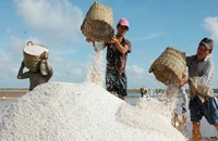 Chưa thể làm giàu từ muối quý Bạc Liêu