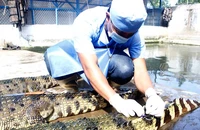 Đến cá sấu cũng ‘sợ’ thương lái Trung Quốc