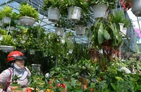 Hoa lạ, kiểng độc rục rịch ra chợ tết