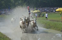 Tưng bừng lễ hội đua bò Bảy Núi