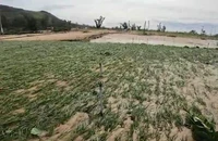 Video: Nông dân Lý Sơn thiệt hại 70ha hành vụ Hè Thu